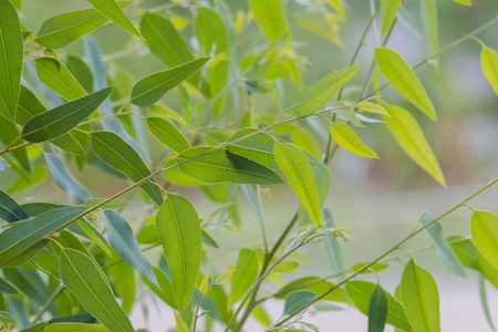 nature background of eucalyptus leaves tree.の写真素材