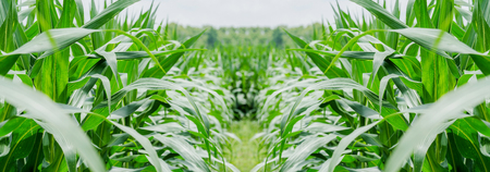 Green corn field in agricultural gardenの写真素材