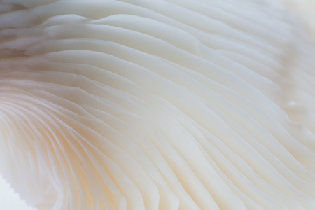 abstract background macro image of mushroom, Sajor-caju Mushroomの写真素材