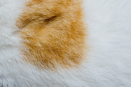 abstract background macro image white and brown wool of cat hair