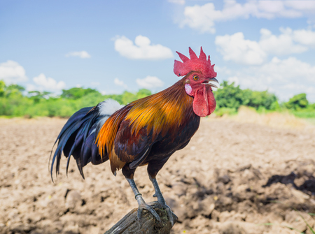 close up portrait of bantam chicken, Beautiful colorful cockの写真素材
