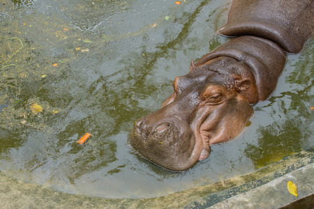 top view of hippopotamus in the waterの写真素材