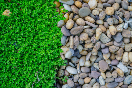 abstract background of green moss and rocks.の写真素材