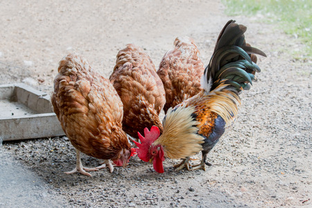 close up portrait of bantam chickens and hens, Beautiful colorful cockの写真素材