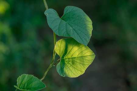 Heart-shaped of green vine leaf with sunny.