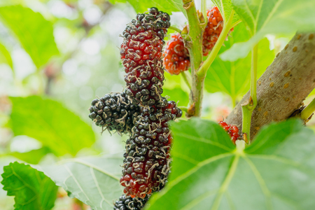 black and red Mulberry fruit on the branch (Morus nigra, Moraceae)の写真素材