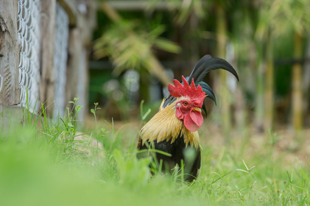 close up portrait of bantam chicken isolated on white background. Beautiful colorful cock