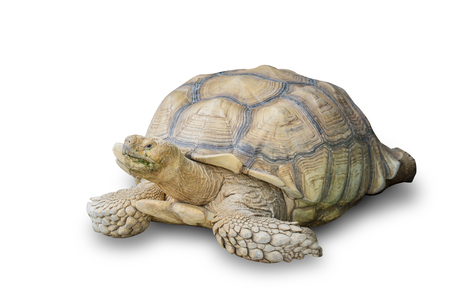 Sulcata Tortoise isolated on white background. Africa spurred tortoise yawning. File contains a clipping path.の写真素材