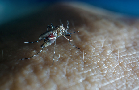 dark tone of mosquito on the skinの写真素材