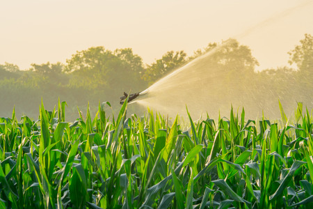 watering corn field in agricultural garden by water springerの写真素材