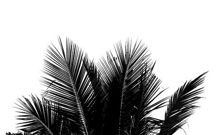 Abstract white and black coconut leaf on white background.の写真素材