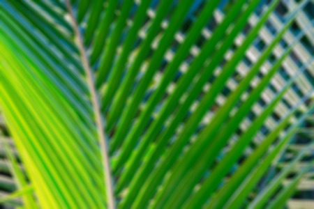 Abstract blur bokeh background of coconut palm leafの写真素材