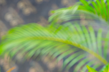 Abstract blue bokeh background of palm leafの写真素材