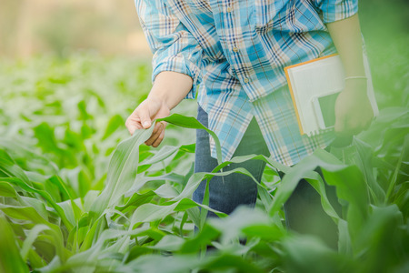 farmer inspecting corn in agriculture garden.