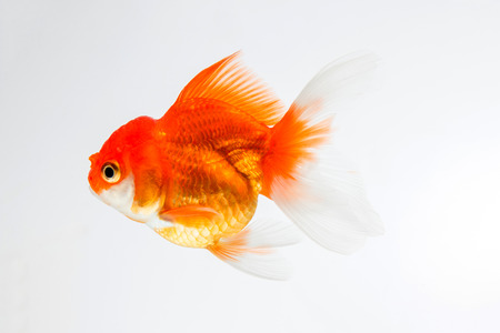 goldfish isolated on white background.の写真素材