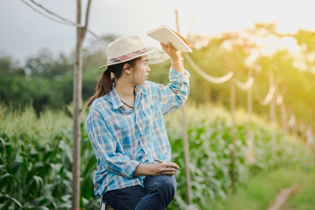 Happy farmer woman looking in the field corn plants during a sunny summer day, agriculture and food production conceptの写真素材