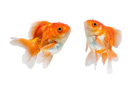 goldfish isolated on white background. File contains a clipping path.の写真素材