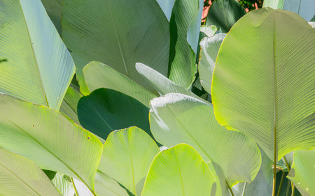 Close up green cigar leaf, calathea luted (Aubl)