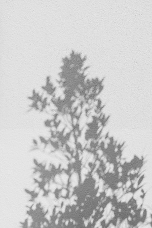 shadows leaf on a gray concrete rough texture wall