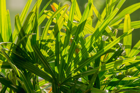 close up green leaf background lady palm or Bamboo palm leaf (Rhapis exclesa, PLAMAE)の写真素材