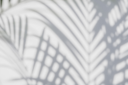 abstract background of shadows palm leaves on a white wall. White and Blackの写真素材