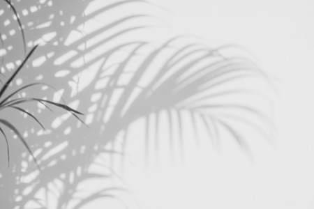 abstract background of shadows palm leaves on a white wall. White and Black