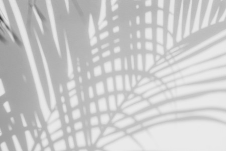 abstract background of shadows palm leaves on a white wall. White and Blackの写真素材
