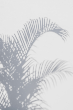 abstract background of shadows palm leaves on a white wall. White and Black