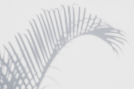 abstract background of shadows palm leaves on a white wall. White and Blackの写真素材