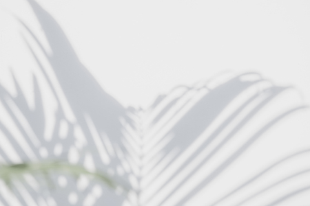 abstract background of shadows palm leaves on a white wall. White and Blackの写真素材
