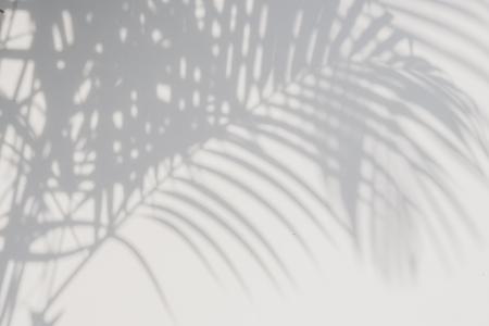 abstract background of shadows palm leaves on a white wall. White and Black