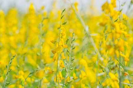close up yellow Crotalaria flowersの写真素材