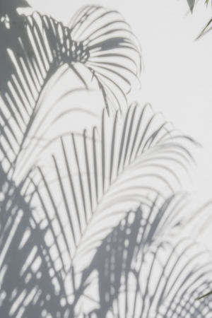 abstract background of shadows palm leaves on a white wall. White and Black