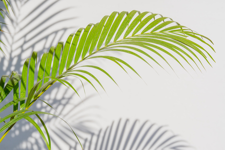 palm leaves and shadows on a white wall backgroundの写真素材