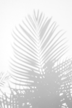 abstract background of shadow palm leaves on wall. White and Blackの写真素材
