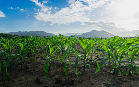 Green corn field in agricultural garden beside mountainの写真素材
