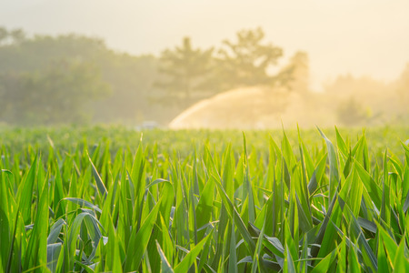 corn field in agricultural garden and evening lightの写真素材