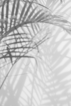 abstract background of shadows palm leaves on a white wall. White and Blackの写真素材