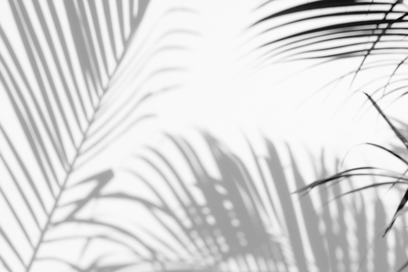 abstract background of shadows palm leaves on a white wall. White and Blackの写真素材