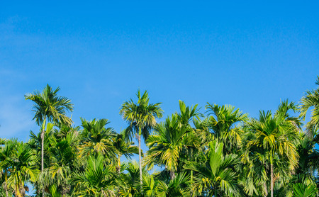 green Betel palm tree on blue sky backgroundの写真素材