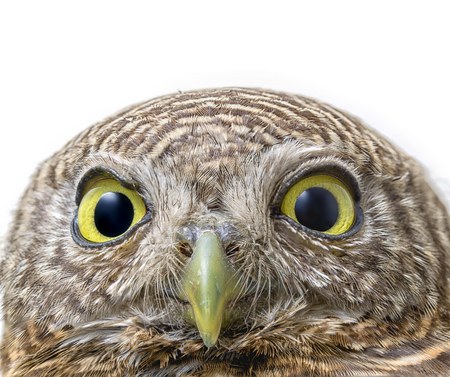 macro close up face of collared owlet on white background  (Glaucidium brodiei)の写真素材