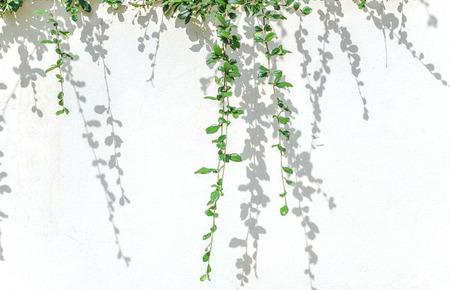green plants and shadow leaf on white concrete wall.の写真素材