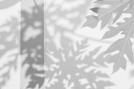 abstract background of shadows papaya leaf on wall. White and Black