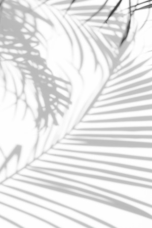 abstract background of shadows palm leaves on a white wall. White and Blackの写真素材