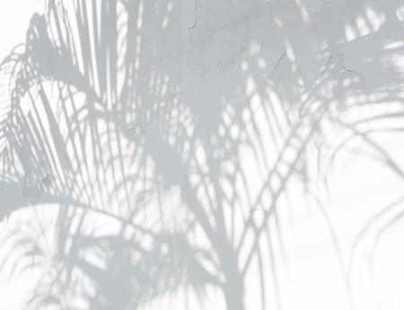 abstract background of shadow palm leaves on concrete rough texture wall. White and Blackの写真素材