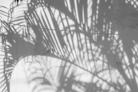 abstract background of shadows palm leaves on a white wall. White and Blackの写真素材