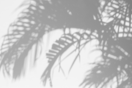 abstract background of shadow palm leaves on wall. White and Black