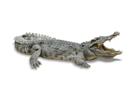 freshwater crocodile isolated on white background. File contains a clipping path.の写真素材