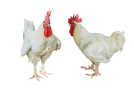 close up portrait white rooster (chicken) on white background.の写真素材