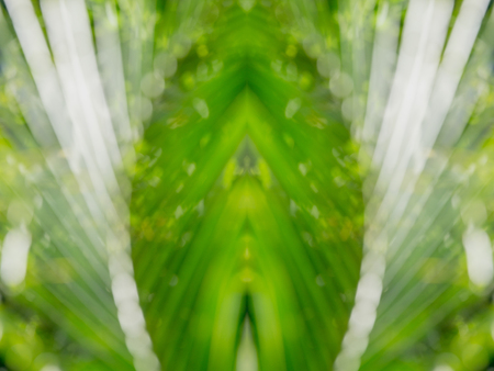 Abstract blur bokeh background of coconut leafの写真素材